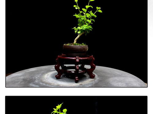 方寸間的詩(shī)意與清新 如皋紫薇微型盆景，打造桌面素雅文藝空間
