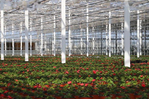 光明超級(jí)工廠 花博會(huì)背后的“?！睔馀c花卉銷售新篇章